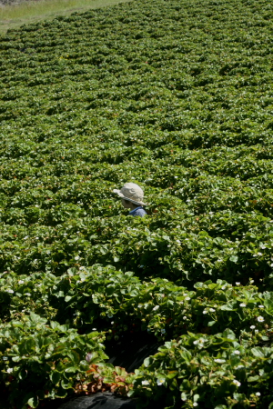 strawberry picking_f0022895_14305946.jpg