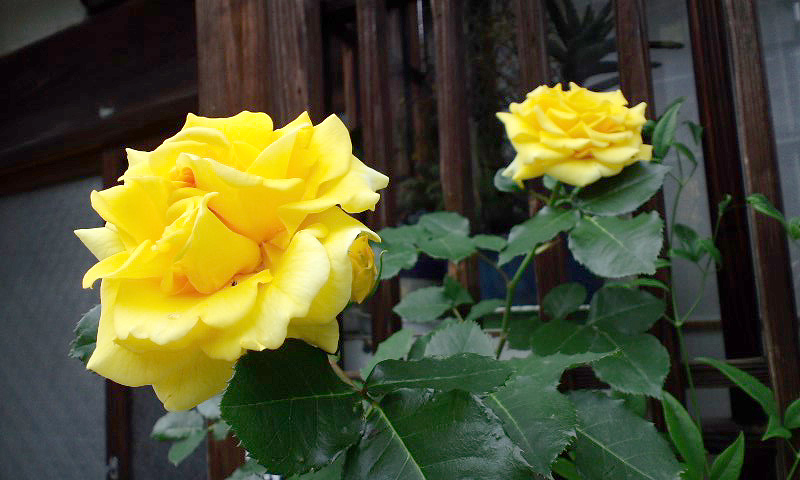 d0093903_8592976.jpg