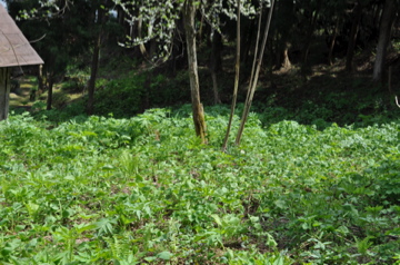 c0130206_10342977.jpg