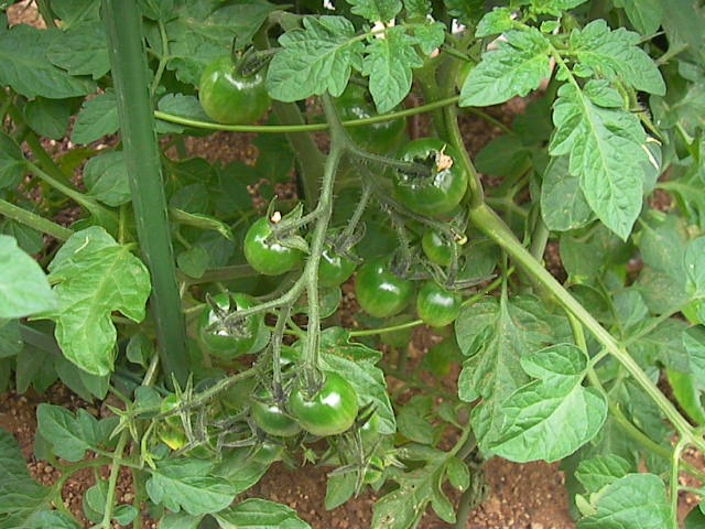 f0038407_9555788.jpg
