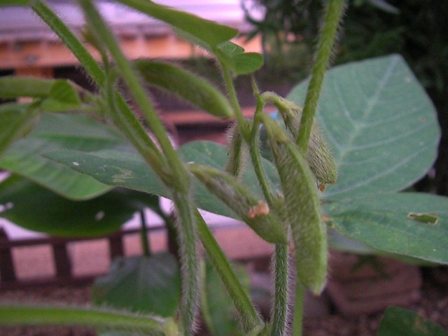 f0038407_9572186.jpg