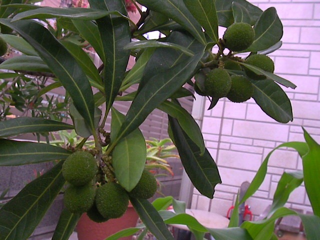 f0038407_9591520.jpg