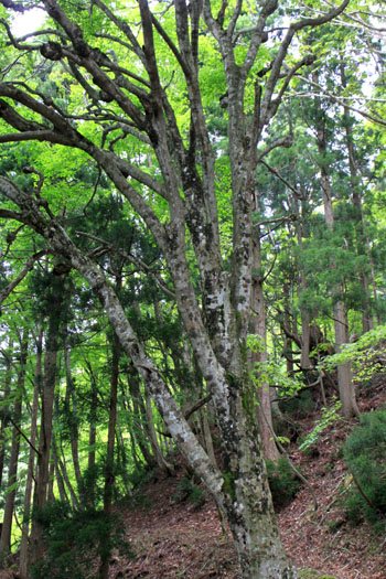 佐々里峠 芦生_e0048413_1744217.jpg