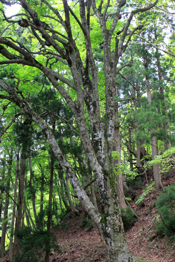 佐々里峠　芦生_e0048413_1744217.jpg