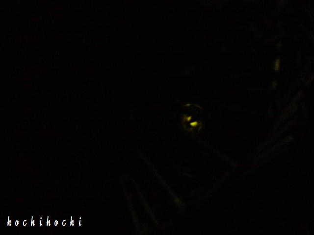 f0151213_1764929.jpg