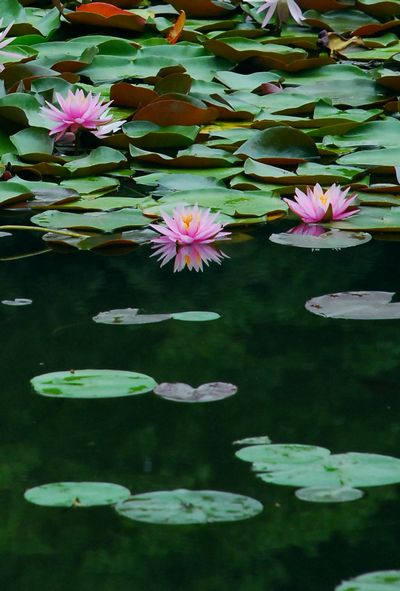 花菖蒲とか睡蓮とか　－　平安神宮_a0114714_2181969.jpg