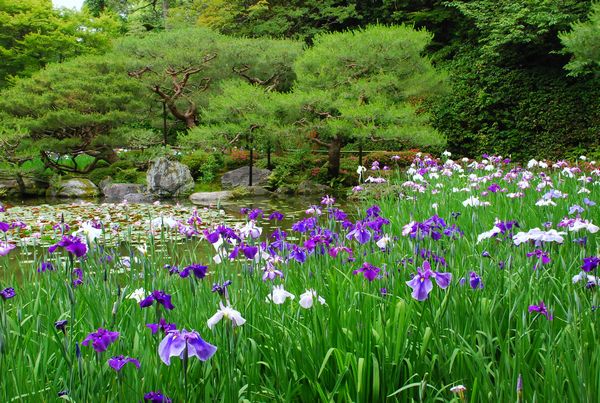 花菖蒲とか睡蓮とか　－　平安神宮_a0114714_218728.jpg