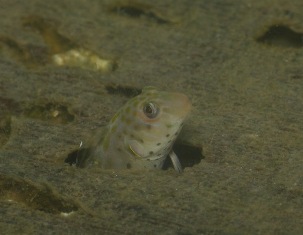 ヒット系の魚:笑_c0211615_2361490.jpg