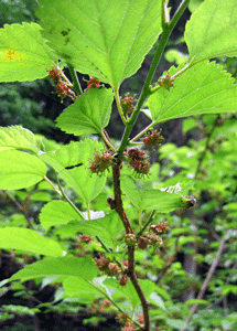 f0232920_1745582.gif