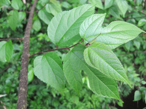 f0232920_1774020.gif