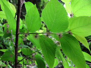 f0232920_1793454.gif