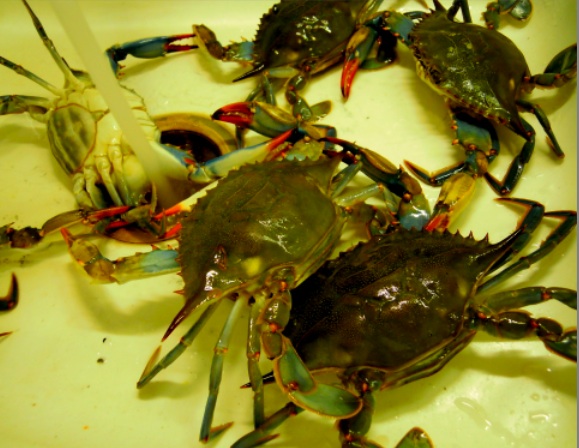 blue crab  ワタリガニ_c0193723_1315751.jpg