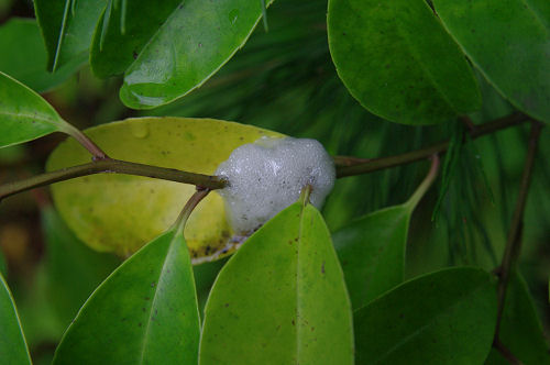 f0007926_1658094.jpg