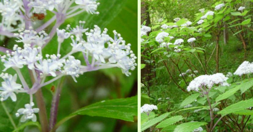 森林植物園はカルミアが見事_b0036638_1891833.jpg