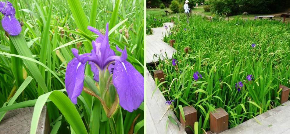 森林植物園はカルミアが見事_b0036638_1895672.jpg