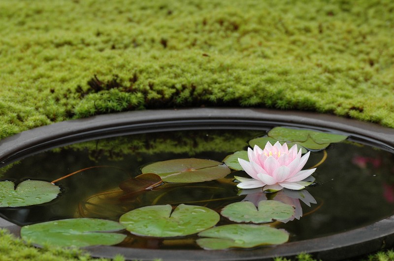 ダーウィン（温帯性睡蓮） : 花のように・・・。