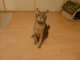 猫のお友だち 庄九朗くん来未ちゃん編。_a0143140_2151219.jpg