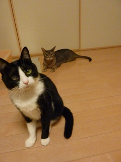 猫のお友だち 庄九朗くん来未ちゃん編。_a0143140_2156762.jpg