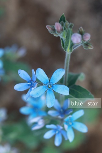 blue star_b0115641_17374723.jpg