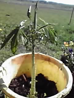 芳しくない草_e0145441_2127985.jpg