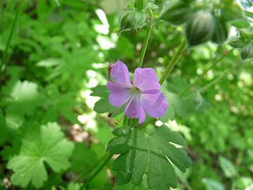フウロの花_f0019247_222155.jpg