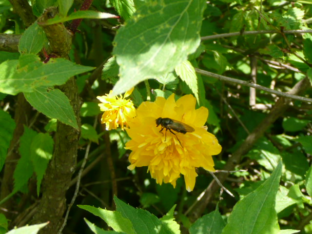 野の花と虫_f0099147_20451676.jpg