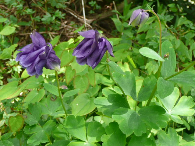 野の花と虫_f0099147_2047061.jpg