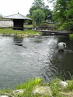 ボランティア 湧水池の清掃_d0052557_1340557.jpg