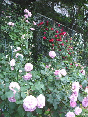 2010年 駒場の春が満開です!_a0094959_18275083.jpg