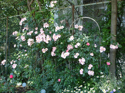2010年 駒場の春が満開です!_a0094959_18514958.jpg