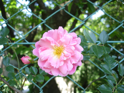2010年 駒場の春が満開です!_a0094959_191529.jpg
