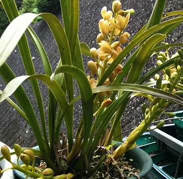 キンリョウヘン開花_d0170960_19103395.jpg