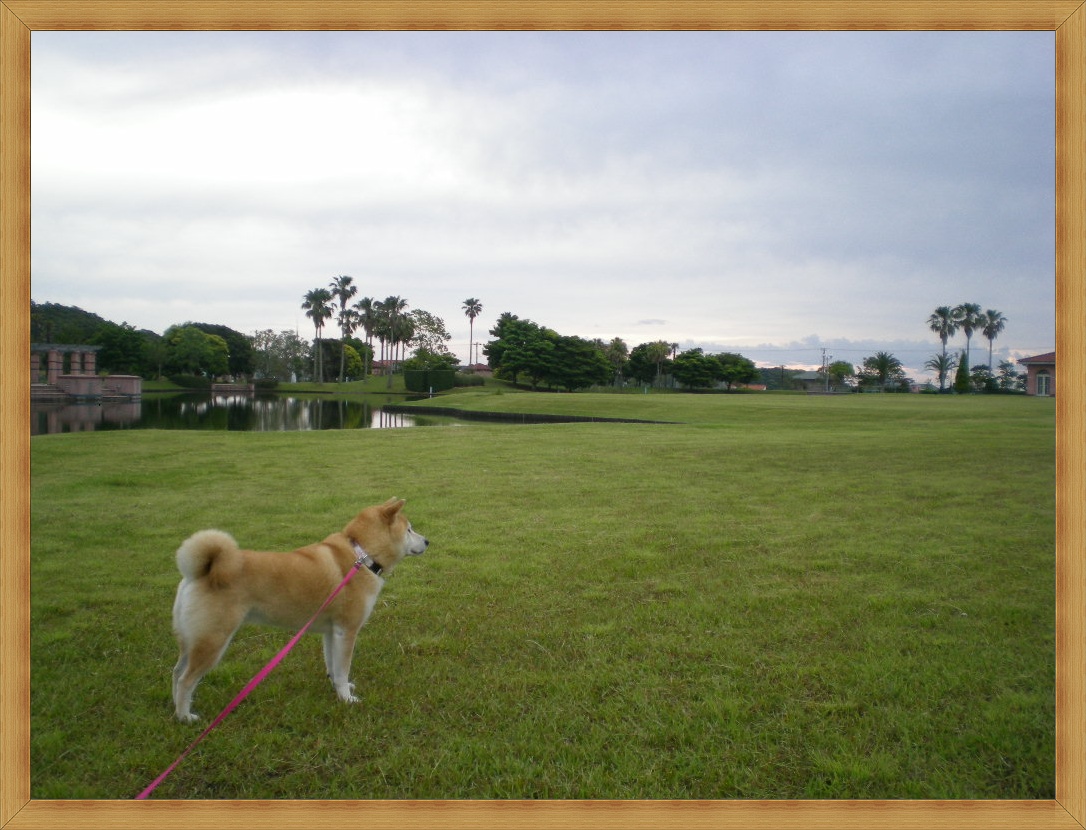 2010年6月8日(火)心ちゃんはあちらからもこちらからも・・・_f0060461_645264.jpg