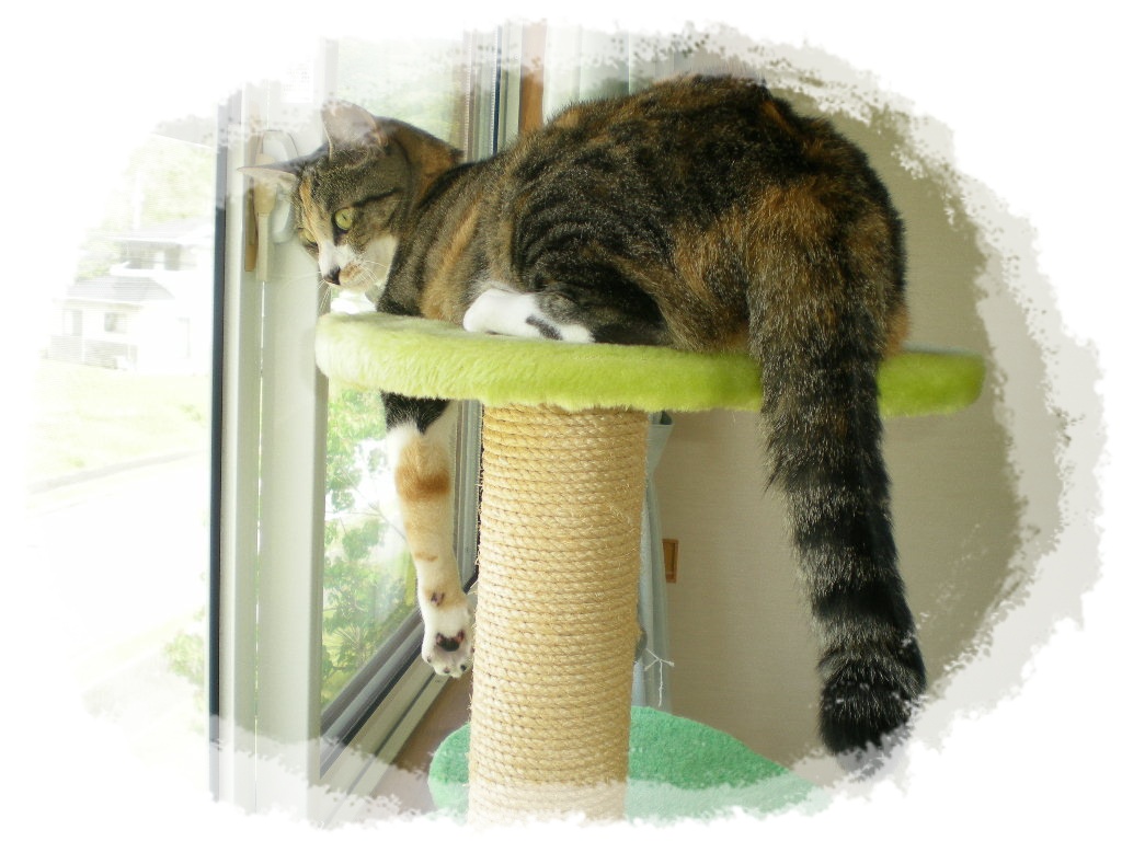 2010年6月8日(火)心ちゃんはあちらからもこちらからも・・・_f0060461_6474575.jpg