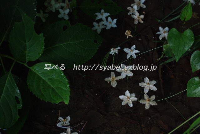 エゴノキの花　水面に咲く星_c0153764_20255813.jpg