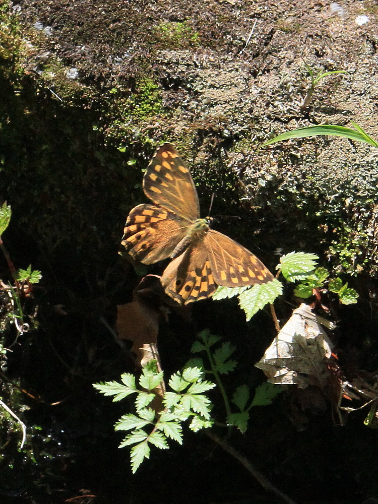 ヤマキマダラヒカゲ　　翅表を楽しむ。　2010.6.6富山県_a0146869_23403590.jpg