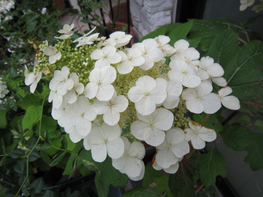 c0202870_96312.jpg