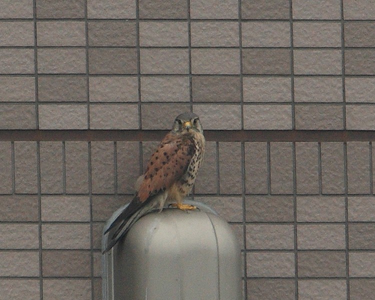 向かいのマンションのチョウゲンボウ_f0105570_22401648.jpg