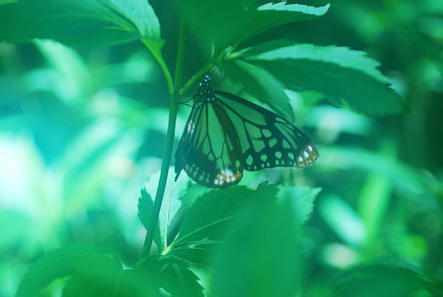 c0204971_1025892.jpg