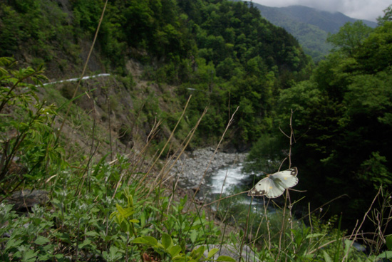  クモツキを追って　-静岡編- ②_e0167571_23242615.jpg
