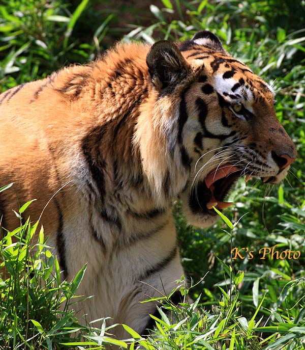 動物園で２　アムールトラ_d0054076_965989.jpg