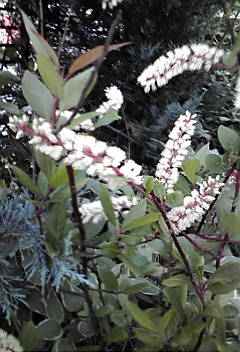 a0053480_7574338.jpg