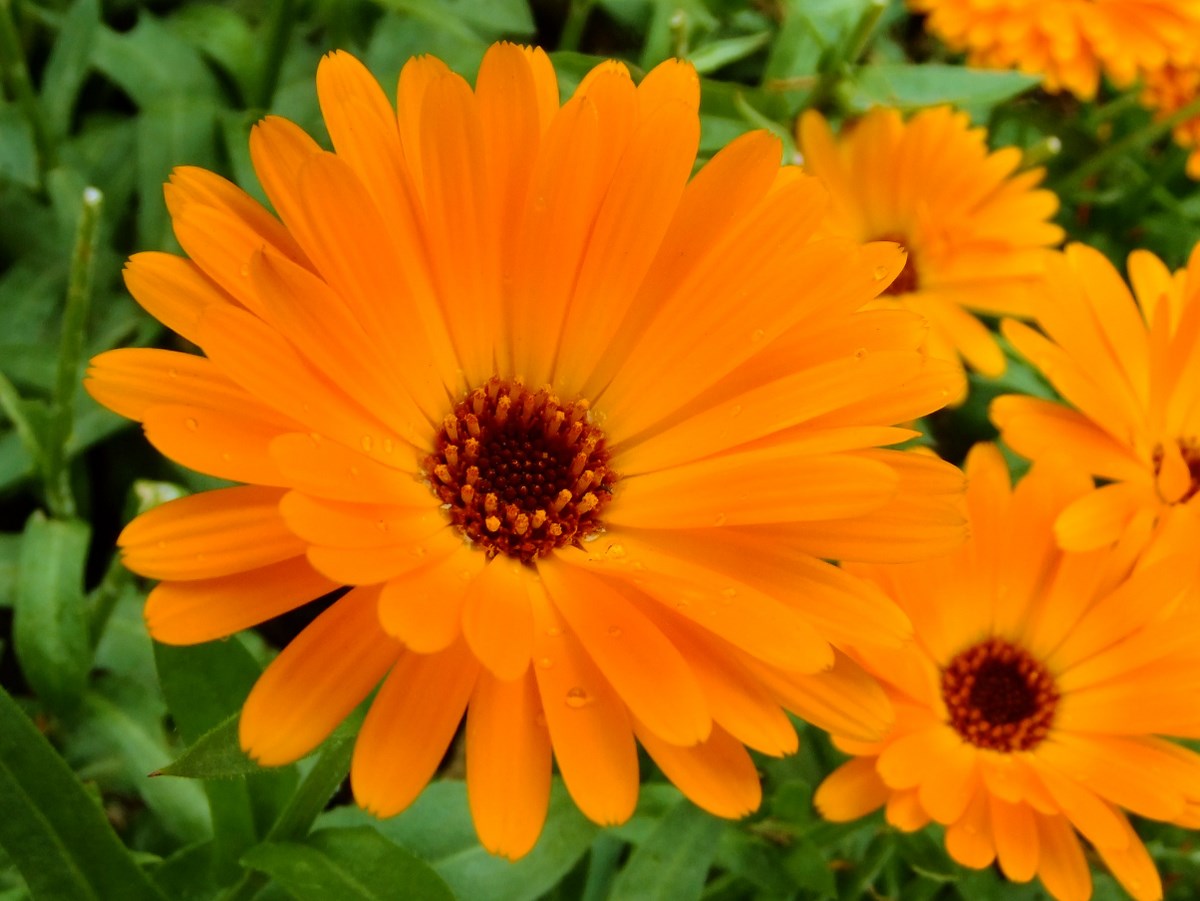 綺麗な6 月 の 花 すべての美しい花の画像 綺麗な6 月 の 花 すべての美しい花の画像