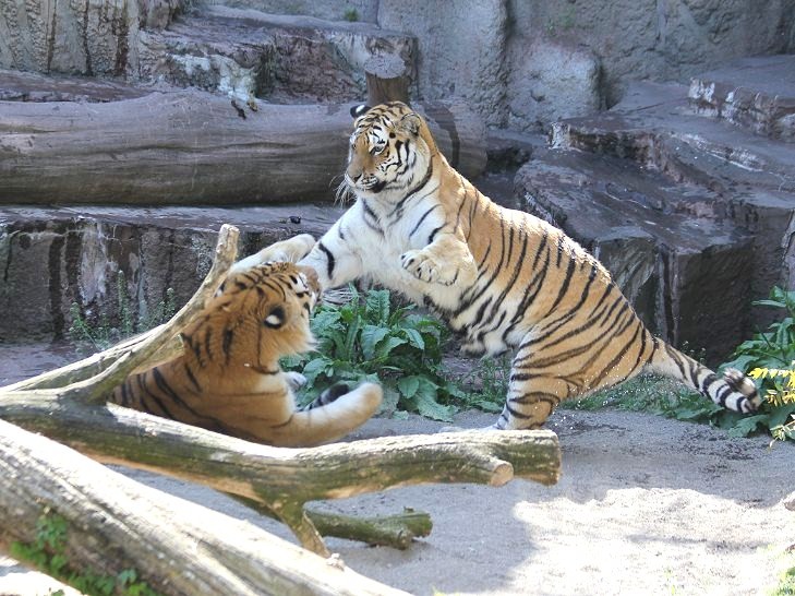 だるまさんがころんだ 気まぐれzoo だるまさんがころんだ 気まぐれzoo