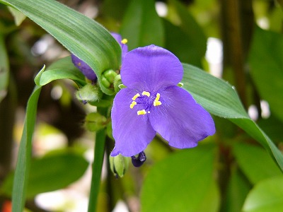 庭で咲くブルーのお花達♪_a0123003_1791418.jpg