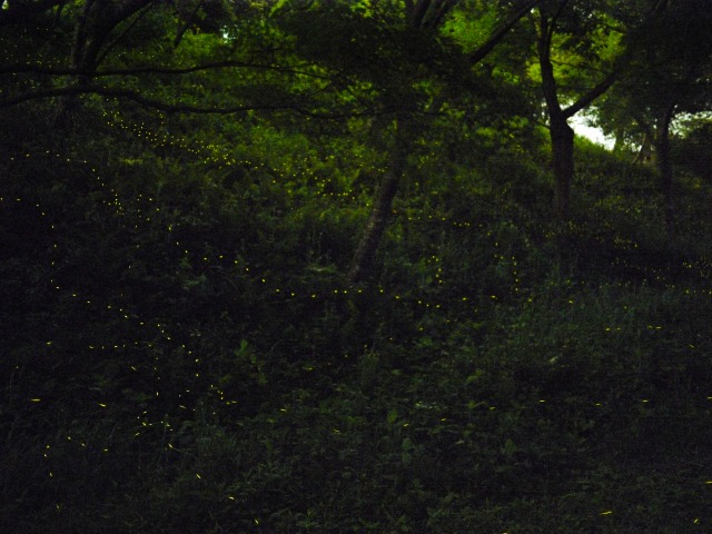 ほ た る_c0198903_2056476.jpg