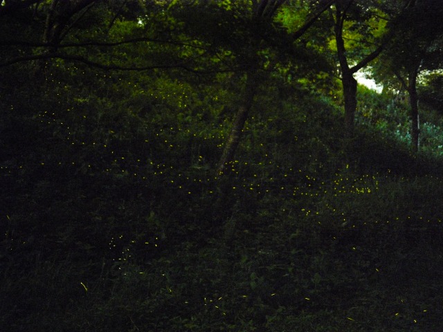 ほ た る_c0198903_20591752.jpg