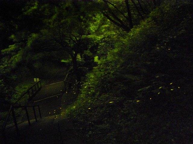ほ た る_c0198903_20595967.jpg