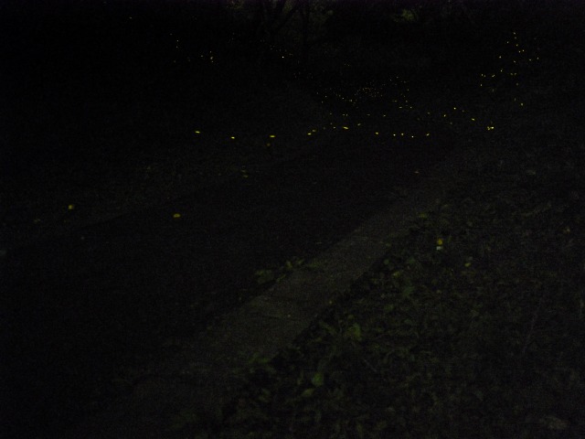ほ た る_c0198903_2103114.jpg