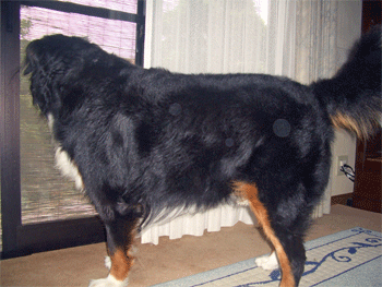 c0143711_21222875.gif